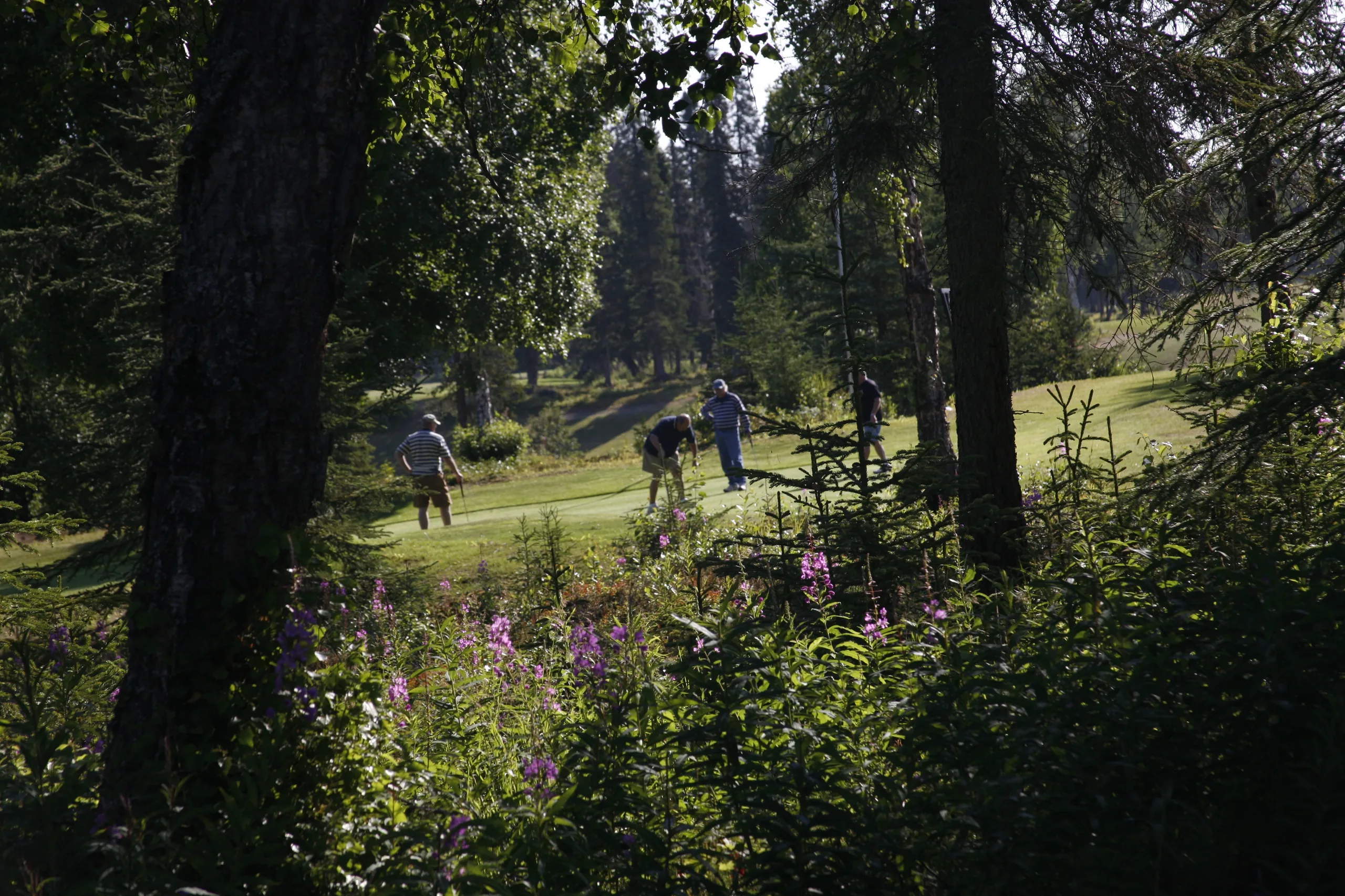 Putting green at Kenai Golf Course framed by birch